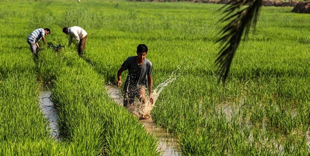 هر هکتار کشت برنج ۲۴ هزار مترمکعب آب نیاز دارد